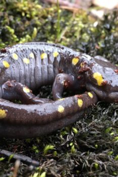 Flipping For Salamanders