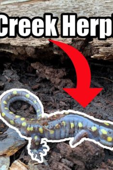 Herping The Creek In Early Spring (Salamanders and Insects!)