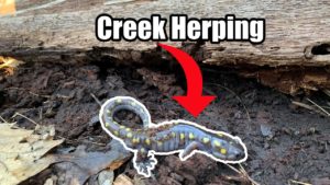 Herping The Creek In Early Spring (Salamanders and Insects!)