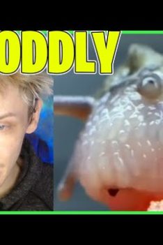 ODDLY SATISFYING TIKTOKS #2