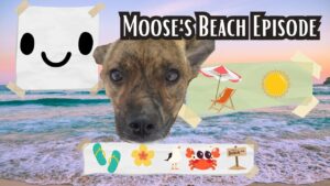 Moose’s Beach Episode